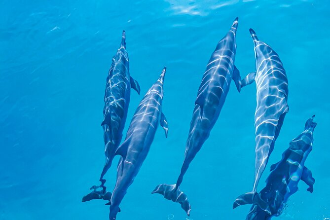 Swim With Dolphins & Turtles in West Oahu (Semi-Private Tours) - How the crew helps you get in (and stay comfortable)