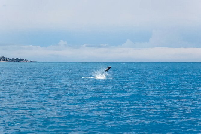 Swim With Dolphins & Turtles in West Oahu (Semi-Private Tours) - Price and value: how $200 fits a semi-private ocean safari
