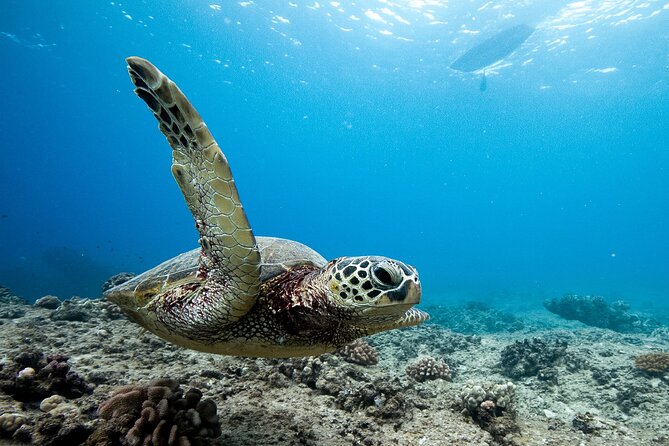 Swim With Dolphins & Turtles in West Oahu (Semi-Private Tours) - Boarding at Aloha Ocean in Waianae (and what you should do first)