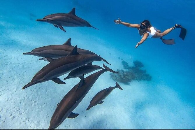 Swim with Dolphins VIP snorkeling Boat Trip with lunch - Hurghada - Key highlights before you go