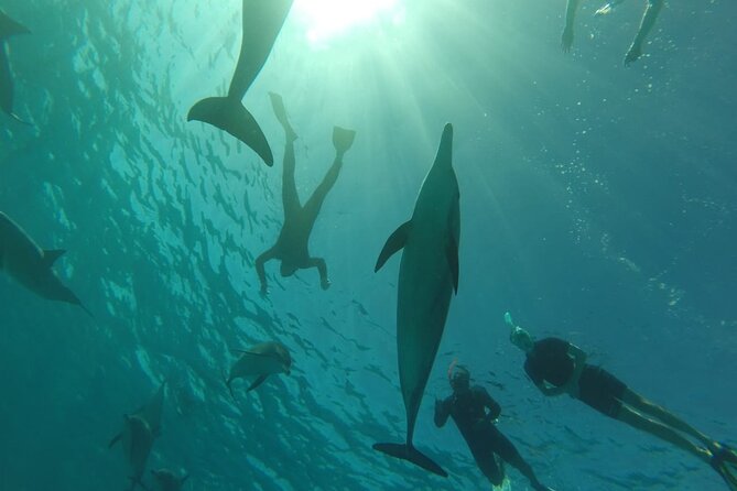 Swim with Dolphins VIP snorkeling Boat Trip with lunch - Hurghada - Wildlife spotting beyond dolphins: fish, turtles, and birds
