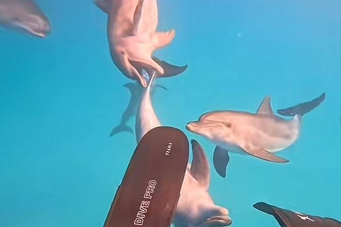 Swim with Dolphins VIP snorkeling Boat Trip with lunch - Hurghada - Dolphin house trip: what you’ll likely see and what to do