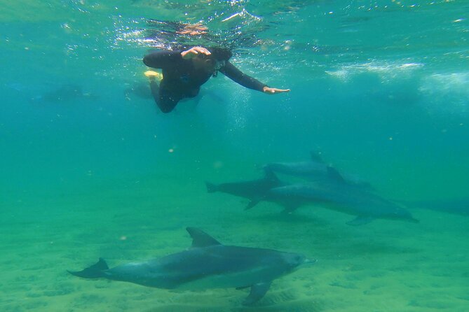 Swim With The Dolphins Experience in Bunbury Australia - Key things that matter most