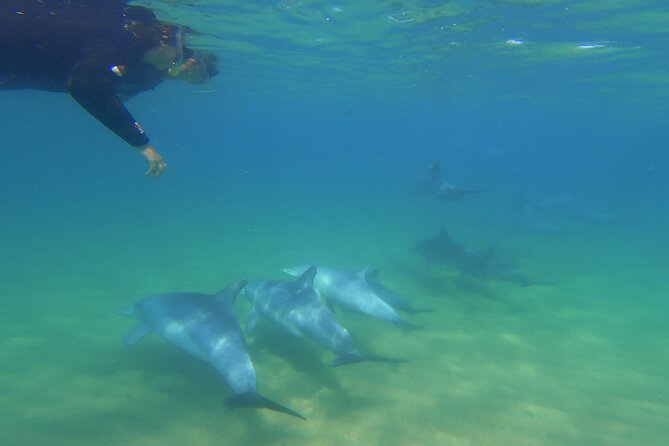 Swim With The Dolphins Experience in Bunbury Australia - Koombana Bay’s bottlenose dolphins, up close