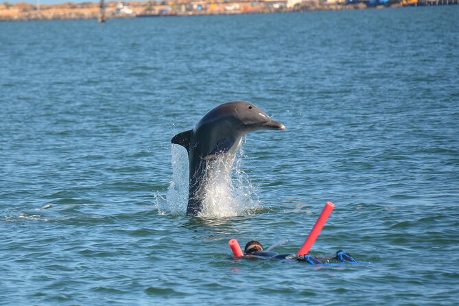 Swim With The Dolphins Experience in Bunbury Australia - Getting kitted up: snorkel, fins, wetsuit, and being warm enough