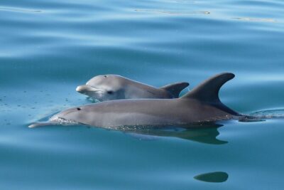 Swim With The Dolphins Experience in Bunbury Australia - Your 4-hour morning: how the flow typically works