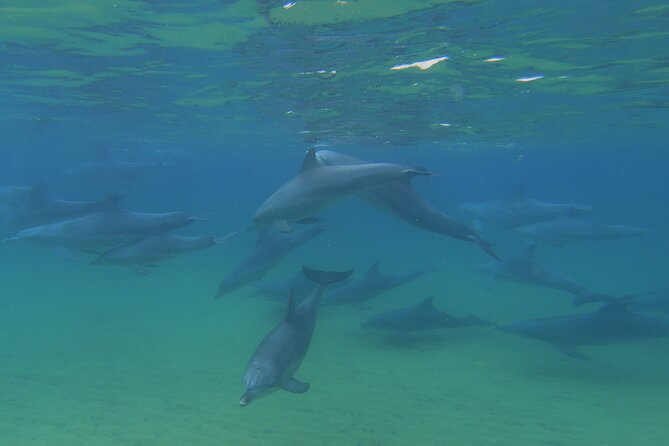 Swim With The Dolphins Experience in Bunbury Australia - Meeting dolphins in shallow water: what you should expect