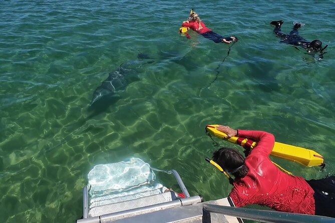 Swim With The Dolphins Experience in Bunbury Australia - The crew and safety: volunteers, captains, and rules that keep it respectful