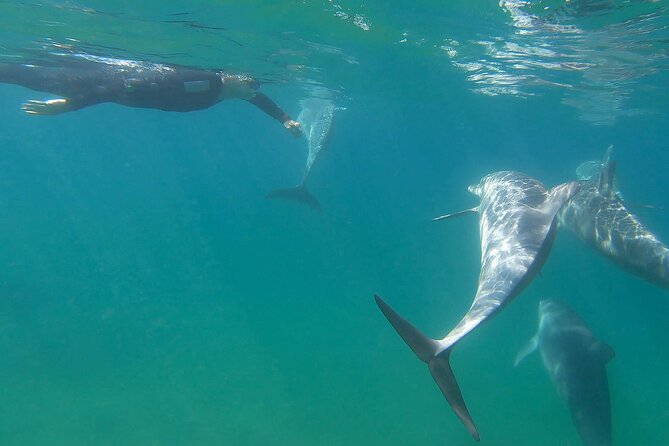 Swim With The Dolphins Experience in Bunbury Australia - Dolphin welfare, licensing, and how marine biology shapes the experience