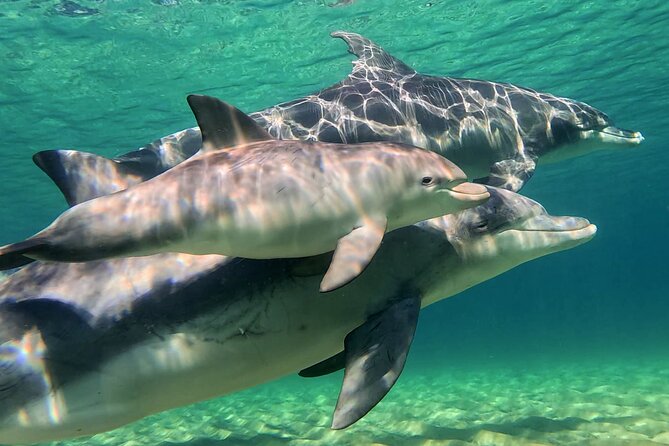 Swim With The Dolphins Experience in Bunbury Australia - Your money supports conservation, education, and research
