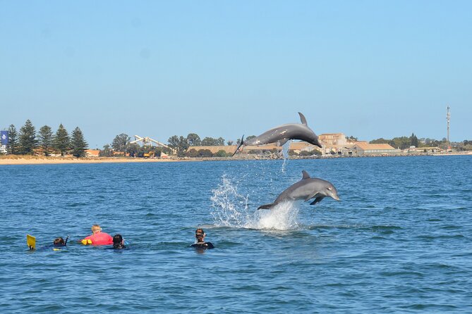 Swim With The Dolphins Experience in Bunbury Australia - Price and value: $99.64 and what you actually get