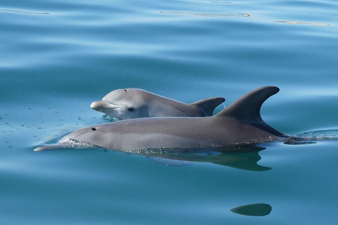 Swim With The Dolphins Experience in Bunbury Australia - Your 4-hour morning: how the flow typically works