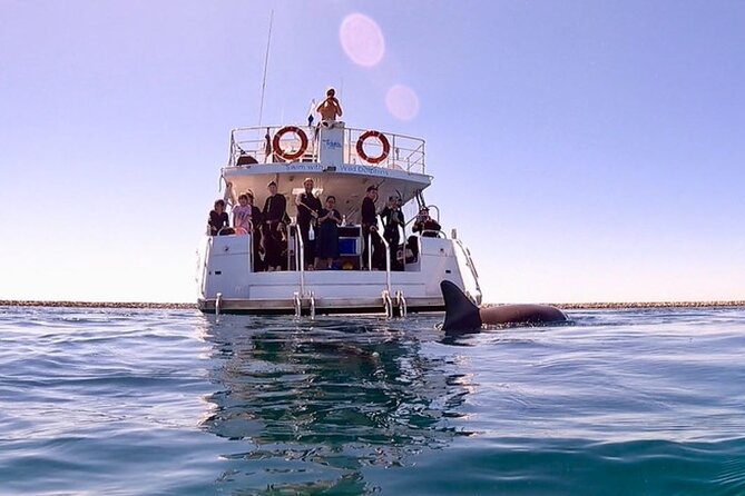 Swim with Wild Dolphins Day Tour - Key highlights you’ll care about