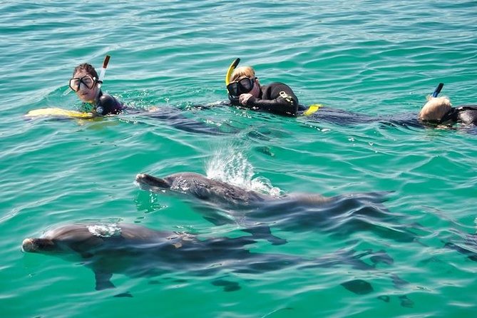 Swim with Wild Dolphins Day Tour - Val Street Jetty to the custom dolphin swim boat