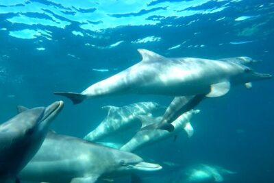 Swim with Wild Dolphins Day Tour - Gear-up time: wetsuit, mask, snorkel, then get ready for rules