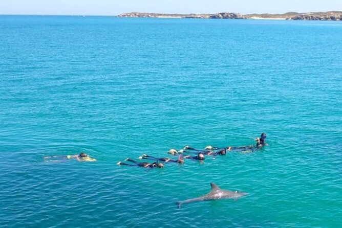 Swim with Wild Dolphins Day Tour - Timing and return: how the 6 hours plays out
