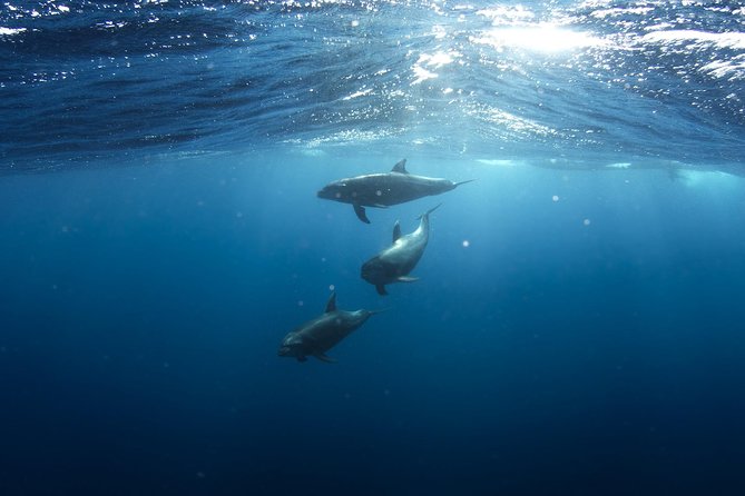 Swim with Wild Dolphins in Hurghada - Key things to know before you go