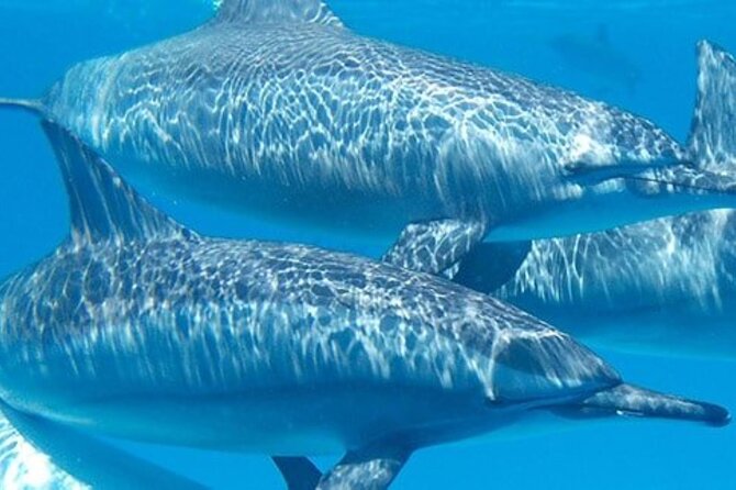 Swim with Wild Dolphins in Hurghada - Hurghada Dolphin House: what makes this dolphin day feel different