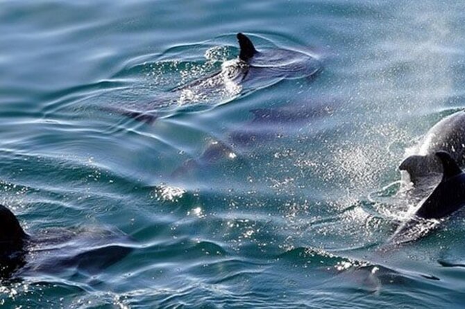 Swim with Wild Dolphins in Hurghada - Is this worth $41.11? Pricing and value that actually make sense
