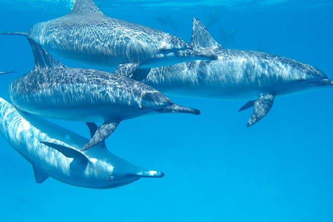 Swim with Wild Dolphins in Hurghada - Getting there: pickup, transfer, and a 9-hour Red Sea schedule