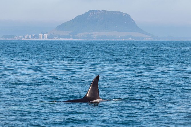 Swim With Wild Dolphins in Tauranga - Hot drinks and live commentary: the value behind the boat time