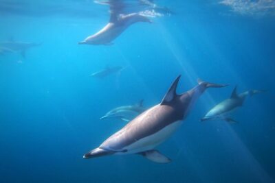 Swim With Wild Dolphins in Tauranga - From Tauranga Bridge Marina to a dolphin pod: How the 6 hours play out