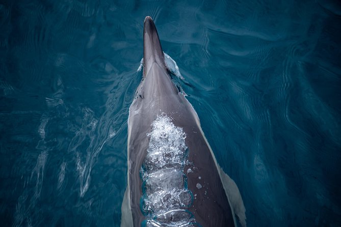 Swim With Wild Dolphins in Tauranga - Price and value: Is $102.39 worth it?