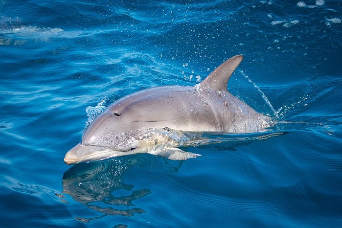 Swim With Wild Dolphins in Tauranga - Who should go with Dolphin Seafaris (and who might skip it)
