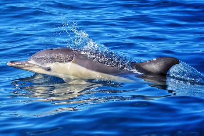 Swim With Wild Dolphins in Tauranga - Should you book this Tauranga wild dolphin swim?