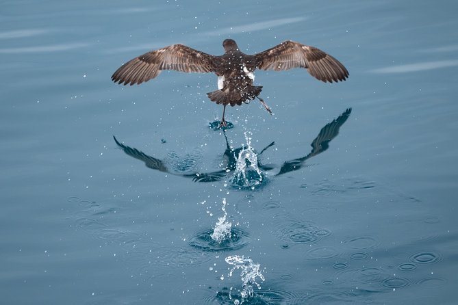 Swim With Wild Dolphins in Tauranga - FAQ