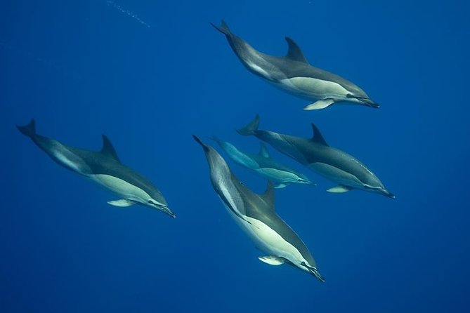 Swim with Wild Dolphins in the Azores - Key highlights at a glance