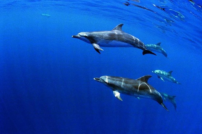 Swim with Wild Dolphins in the Azores - How the timing works: 2.5 hours that include real ocean travel