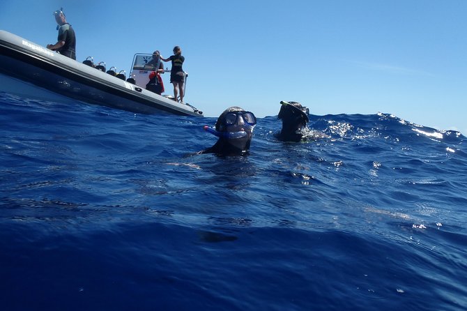 Swim with Wild Dolphins in the Azores - The briefing: dolphin etiquette that protects both sides