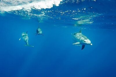 Swim with Wild Dolphins in the Azores - Meeting at Picos de Aventura in Ponta Delgada Marina