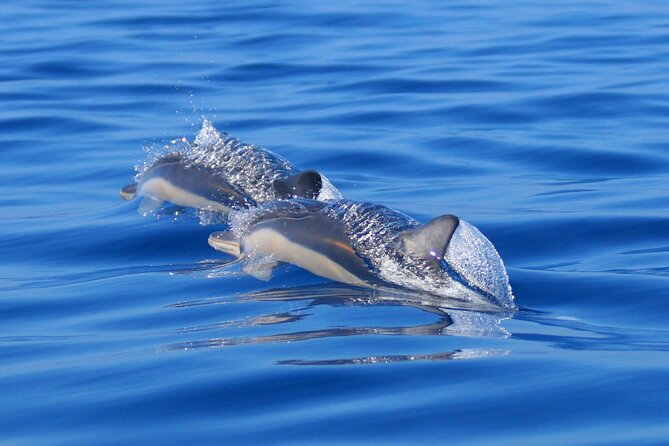 Swim with Wild Dolphins in the Azores - On the boat: the ride is part of the show