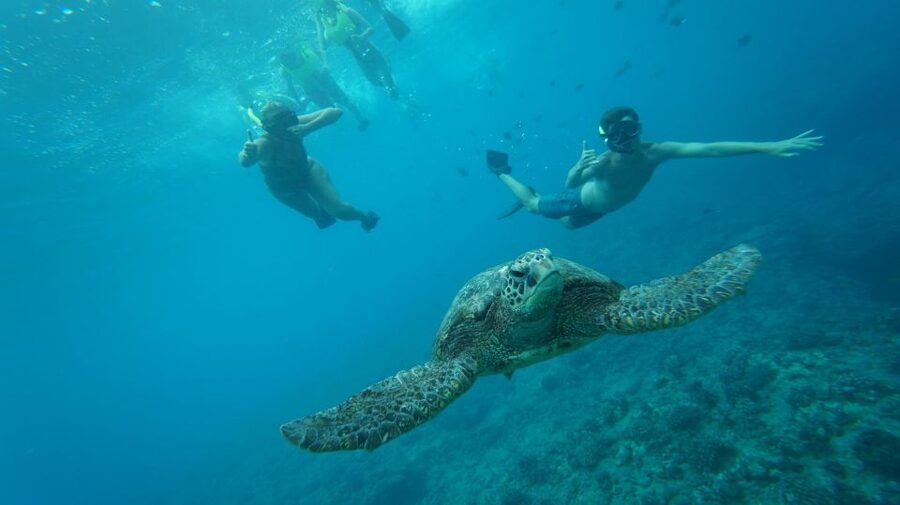 Swim with Wild Dolphins Oahu Speedboat Snorkeling Adventure! - Key things that make this tour worth a close look