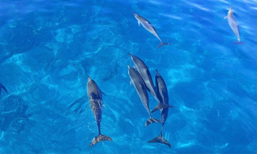 Swim with Wild Dolphins Oahu Speedboat Snorkeling Adventure! - A note on the biggest risk: last-minute cancellations