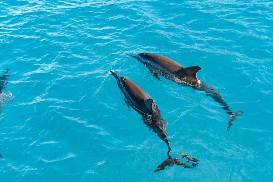 Swim with Wild Dolphins Oahu Speedboat Snorkeling Adventure! - Dolphin Warrior: the fast zodiac that sets the tone