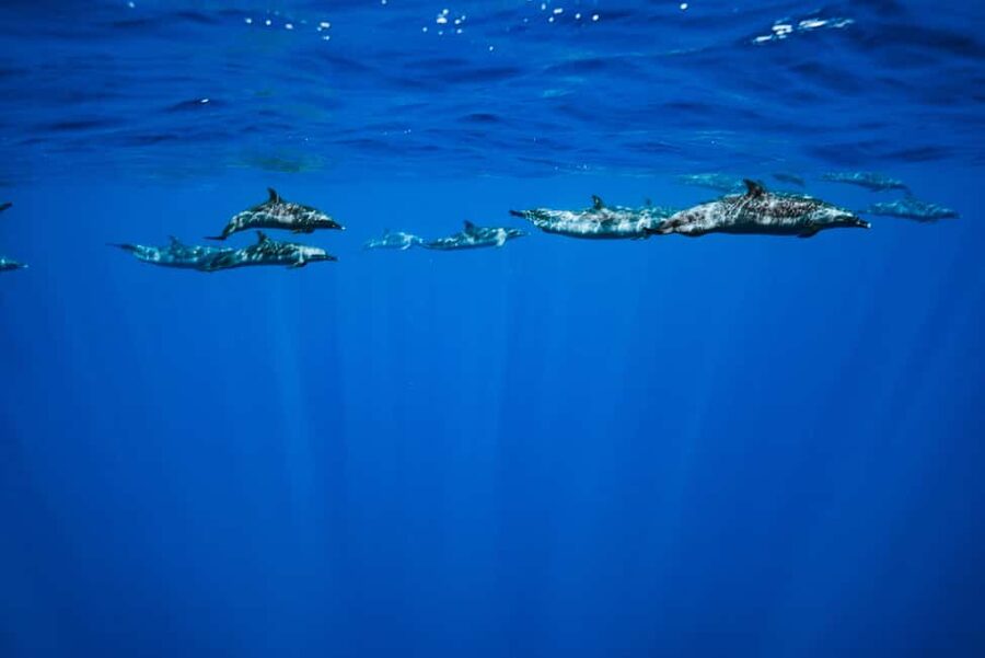 Swim with Wild Dolphins Oahu Speedboat Snorkeling Adventure! - Gear, photos, and costs that pop up later