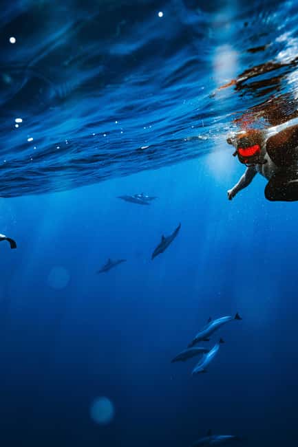 Swim with Wild Dolphins Oahu Speedboat Snorkeling Adventure! - Price and value: is $199 actually fair?