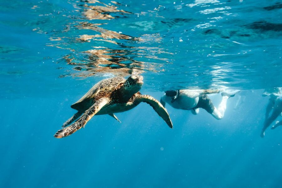 Swim with Wild Dolphins Oahu Speedboat Snorkeling Adventure! - Who should book this, and who should skip it