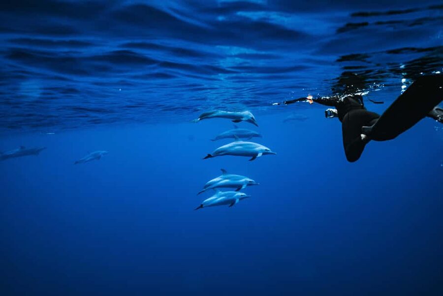 Swim with Wild Dolphins Oahu Speedboat Snorkeling Adventure! - What the dolphin swim really feels like in practice