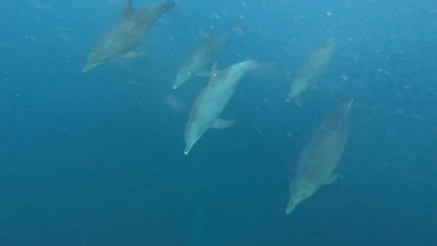 swimming with dolphin in kizimkazi zanzibar - Kizimkazi Dolphin Swimming: Why the Morning Matters