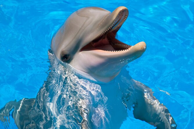 Swimming With Dolphin in Red Sea Adventure with Lunch - Hurgada - Key things I’d circle before you go