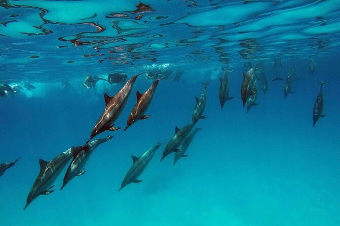 Swimming With Dolphin in Red Sea Adventure with Lunch - Hurgada - Dolphin House in Hurghada: what you’re really signing up for