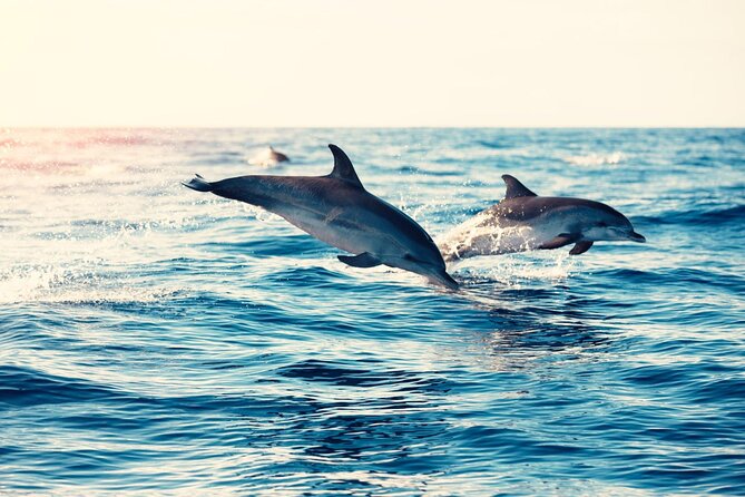 Swimming With Dolphin in Red Sea Adventure with Lunch - Hurgada - Banana ride and quadra: fun included, but not for every body