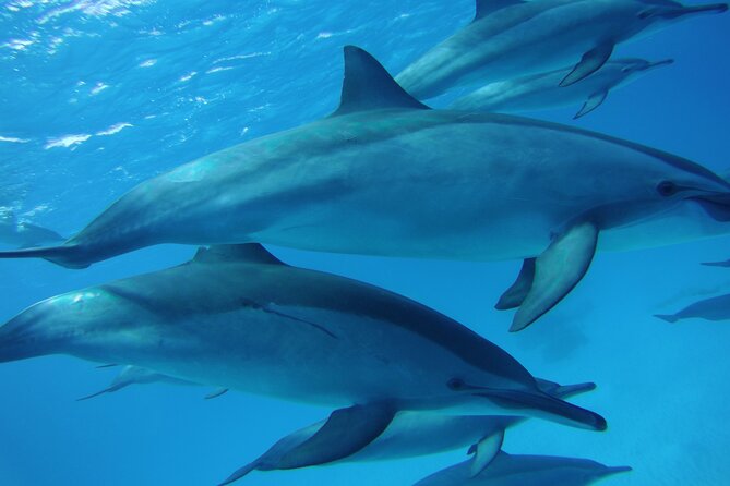 Swimming with Dolphin VIP Snorkeling Sea Trip With Lunch and Transfer - Hurghada - Dolphin House: The Red Sea Stop You Actually Want
