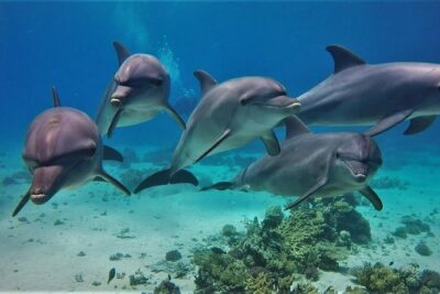 Swimming with Dolphin VIP Snorkeling Sea Trip With Lunch and Transfer - Hurghada - Guided Snorkeling at Coral Reefs: What You Gain From Having a Pro