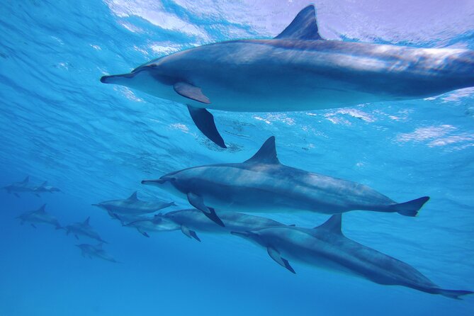 Swimming with Dolphin VIP Snorkeling Sea Trip With Lunch and Transfer - Hurghada - Value for $9: What You’re Getting, and What You Might Pay Later