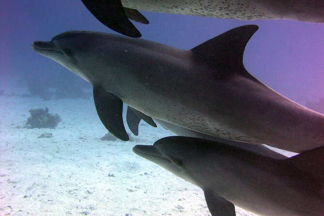 Swimming with Dolphins and Banana Boat Sea Trip Day Experience - Hurghada - On-board lunch, coffee/tea, and snacks: the part people forget to plan